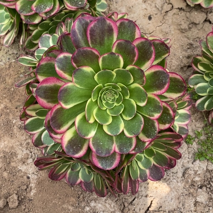 奶白锦手捧多肉1111