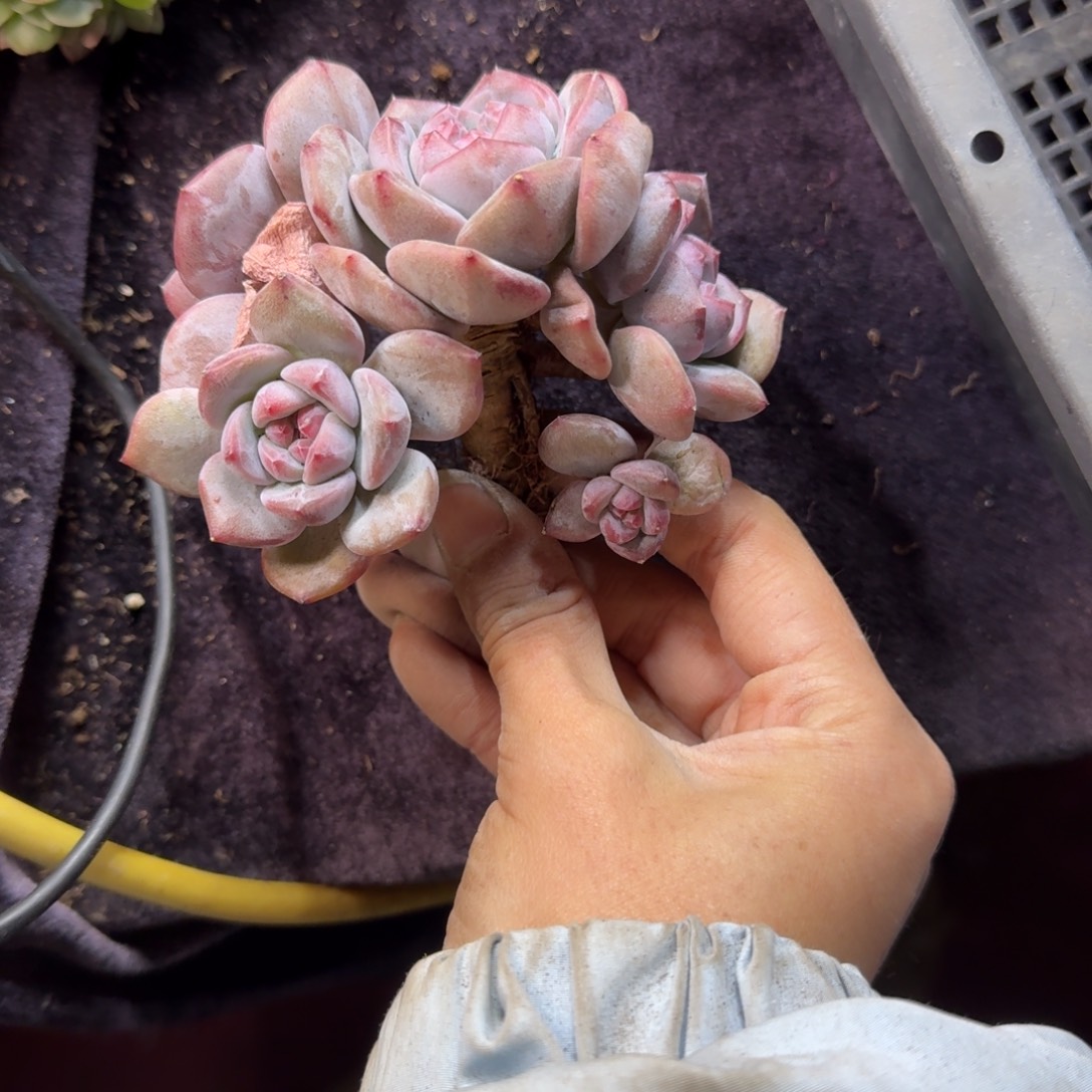 星影5头有砍一物一拍