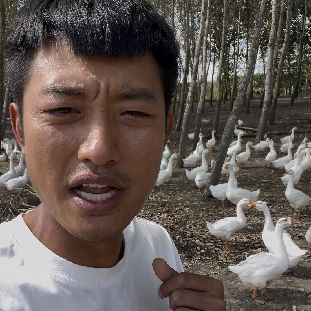 东北农村散养笨大鹅（顺丰冷链包邮）生鲜食品一旦发出不做拦截