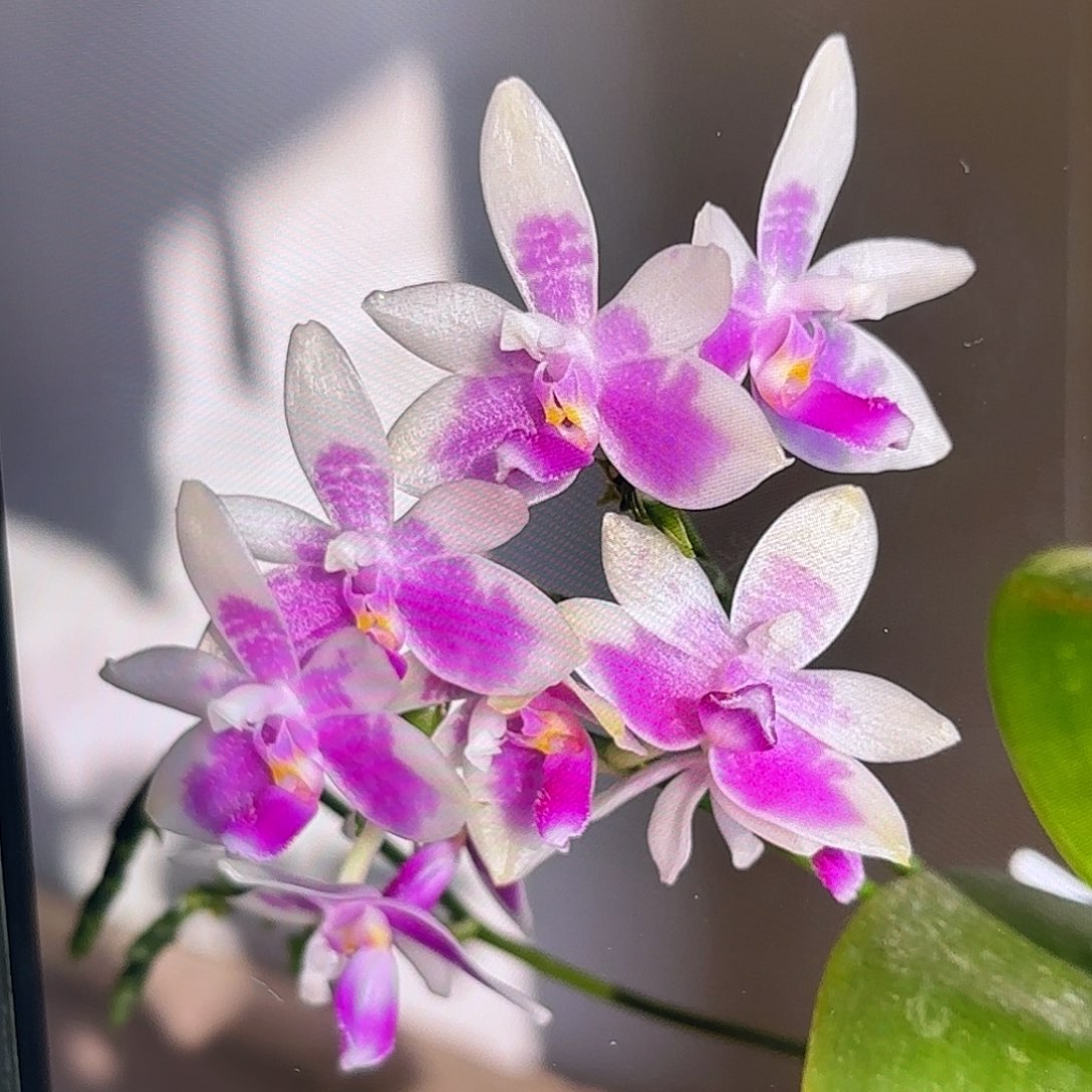 当前无花栽培后可以开花羞花