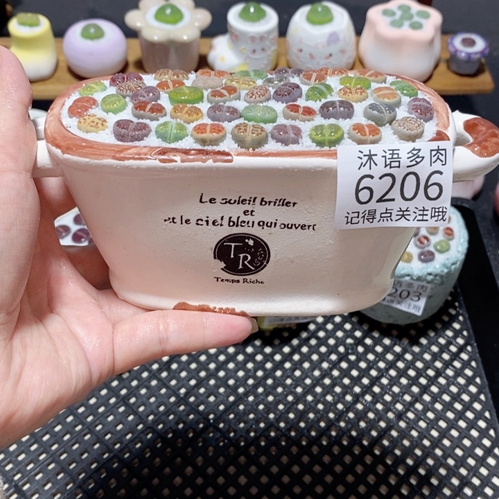 带盆土植物 一物一拍6206