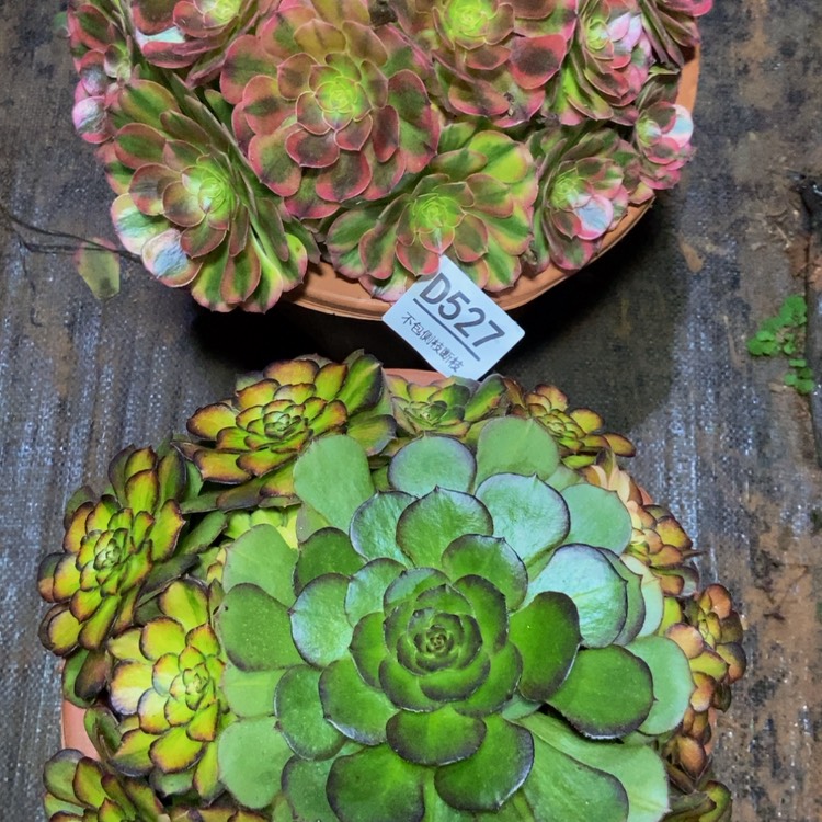 【闪购商品】527两棵多肉