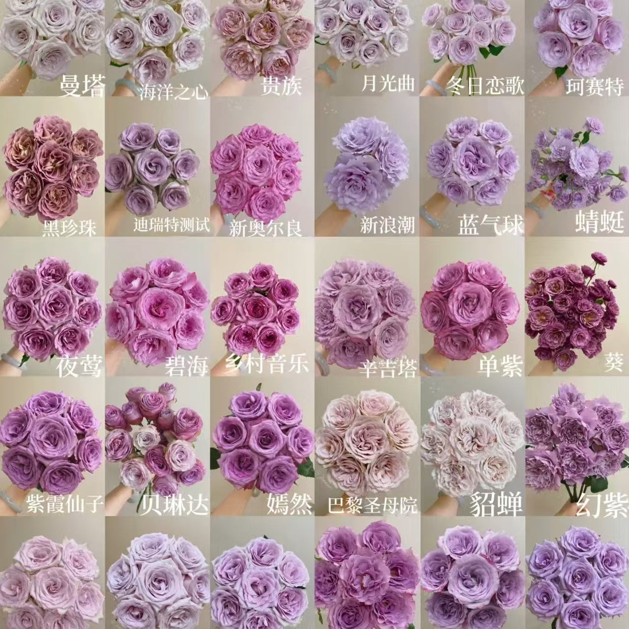 D5 紫玫瑰10枝+洛神5枝+苏菲宝贝+洋桔梗+蓝星花+非洲菊10支+黄莺