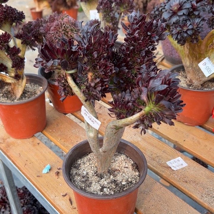 006 黑法缀高27 公分不售后