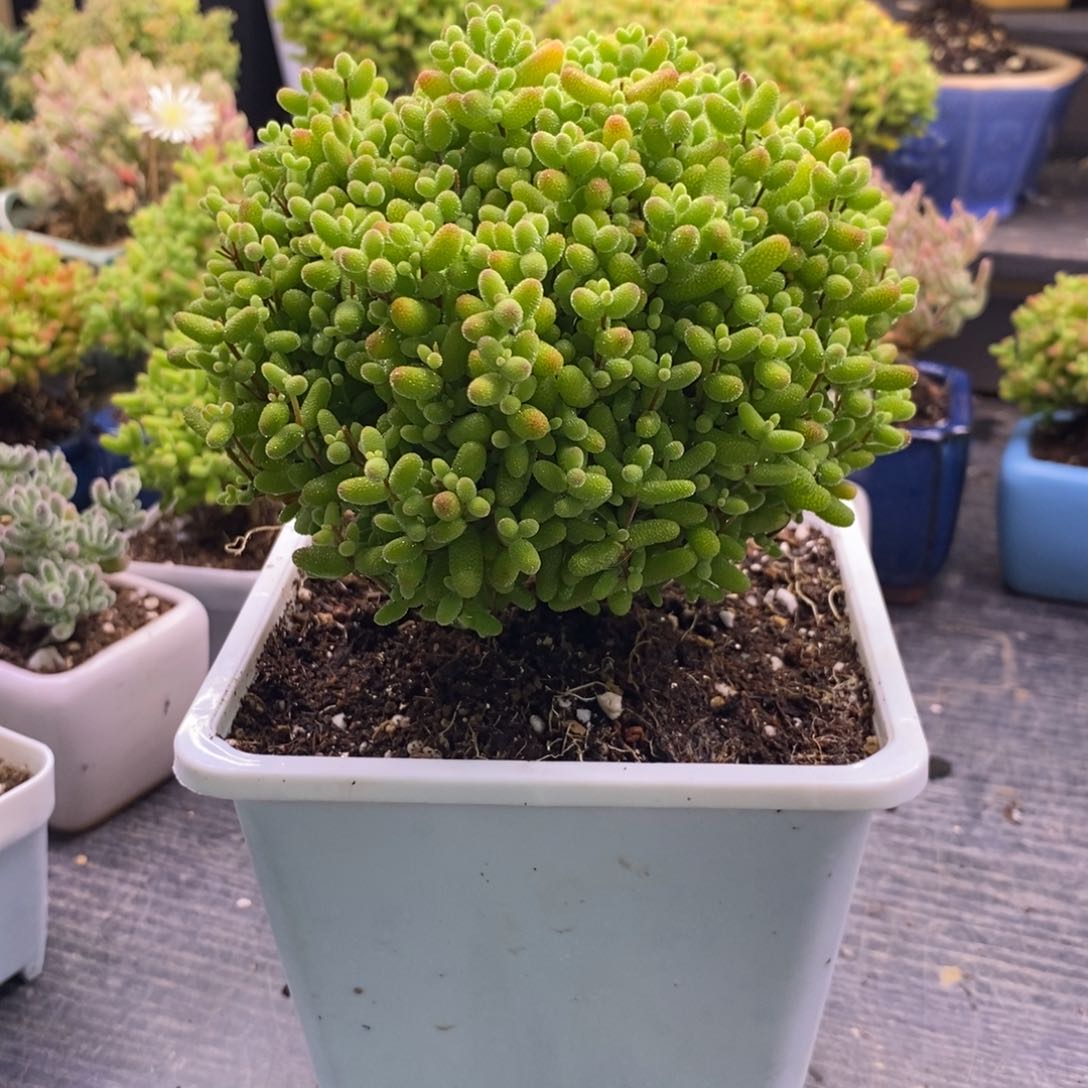 蕊*74金橘糖球。         