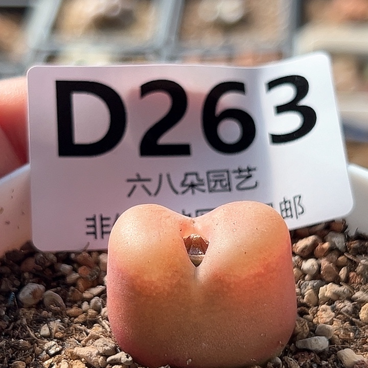 毛汗尼11111多肉