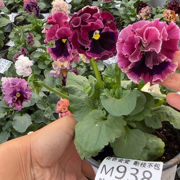 无花朵M938小苗默认苗晃零下5勿拍