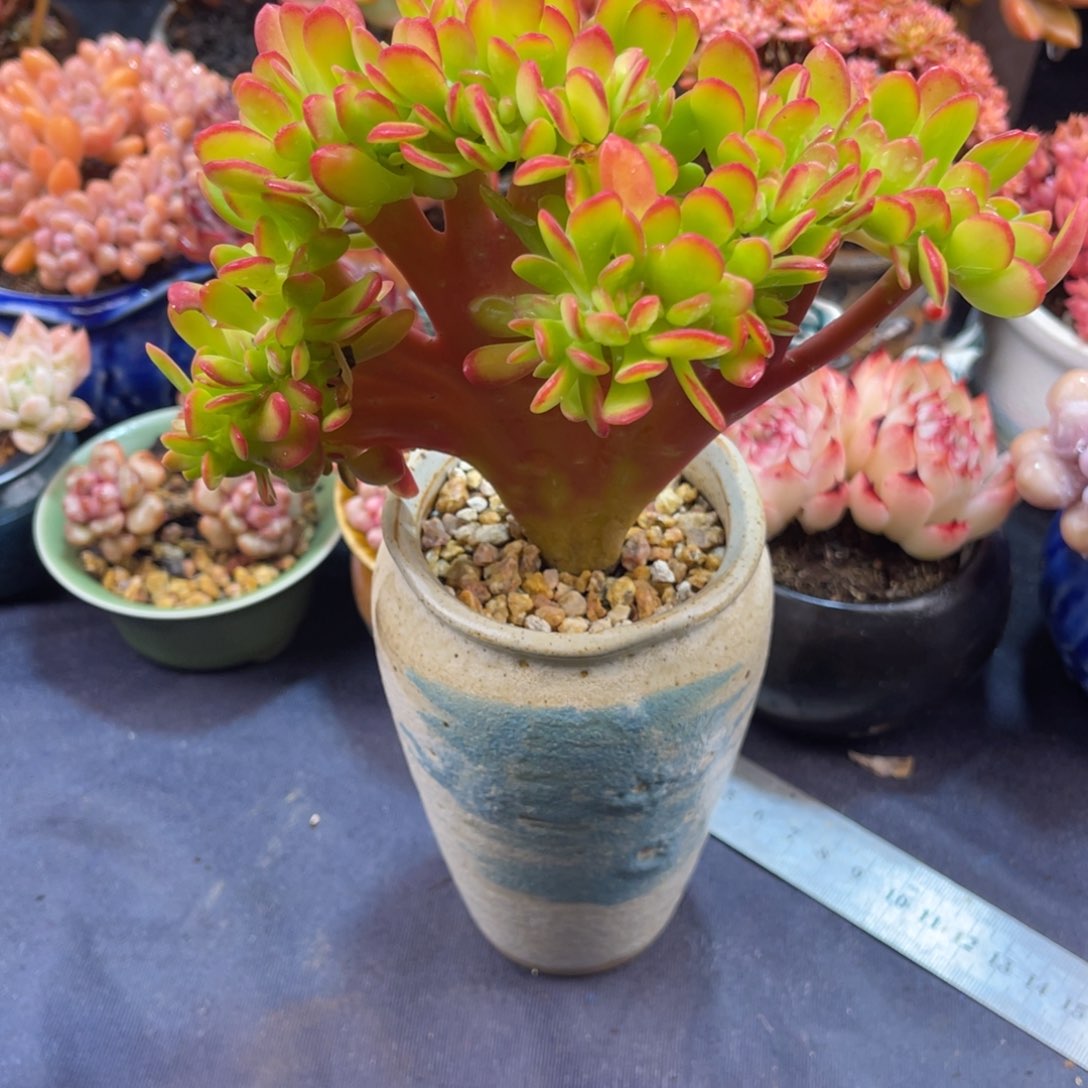 达摩宝珠缀化 十五公分