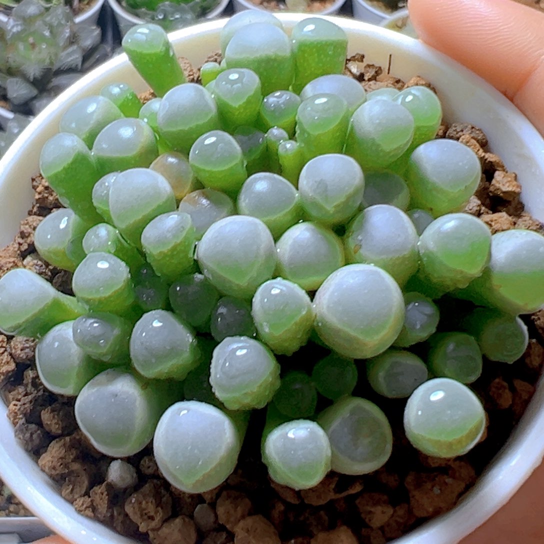 五十玲玉玉露多肉多肉多肉