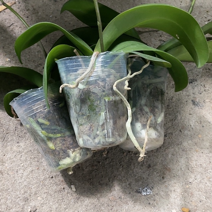 红***蓝当前无花栽培后可以开花三颗实生