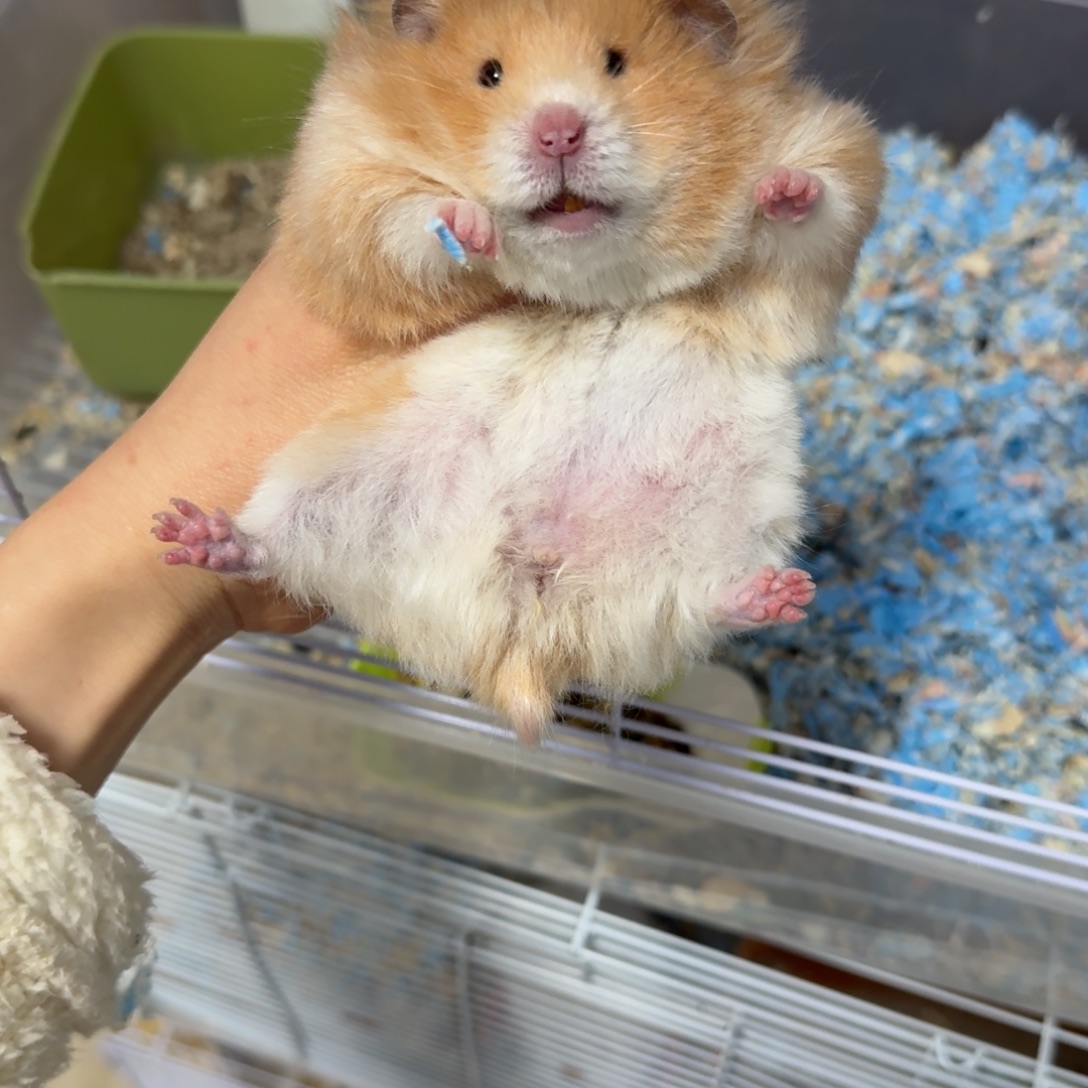 肉桂直毛妹妹5个多月已配1次