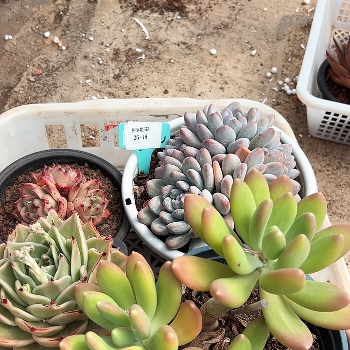 26.18一筐多肉脱土