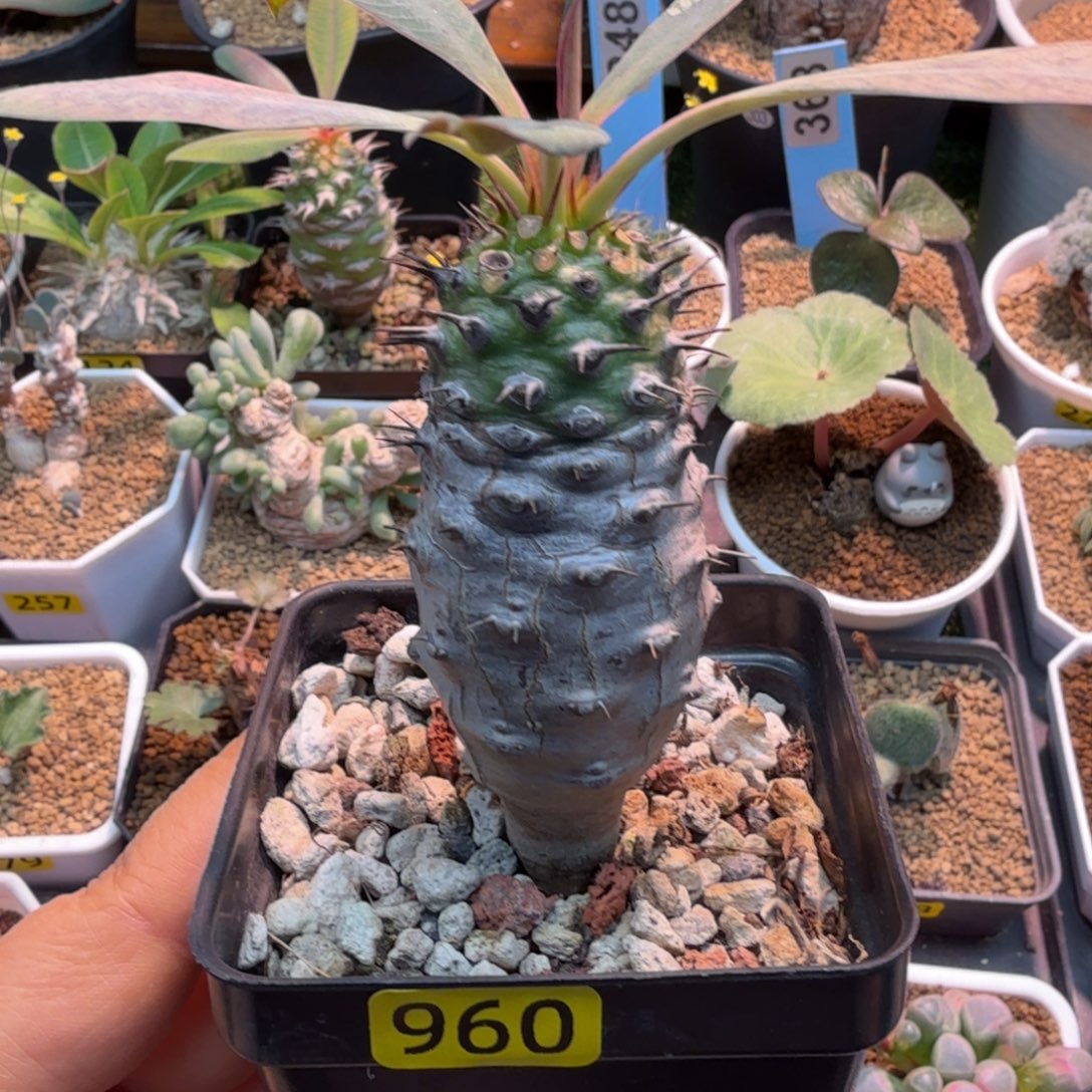 瓶干麒麟960 仙人掌