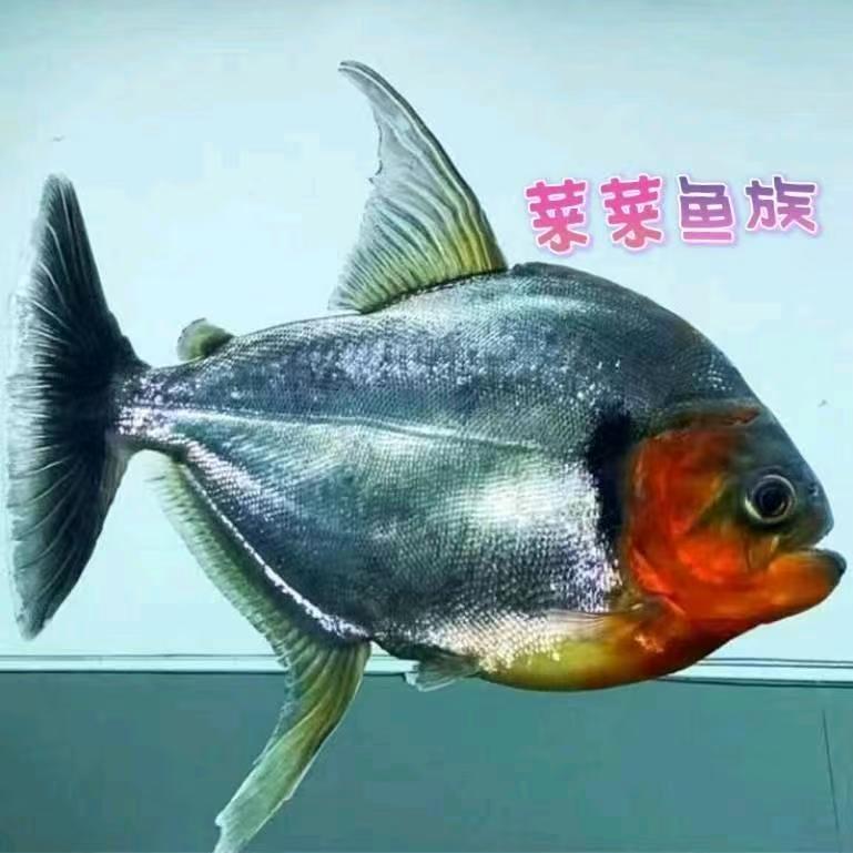 秘鲁黑食红钻黑食水虎 单养S属 热带鱼 淡水鱼