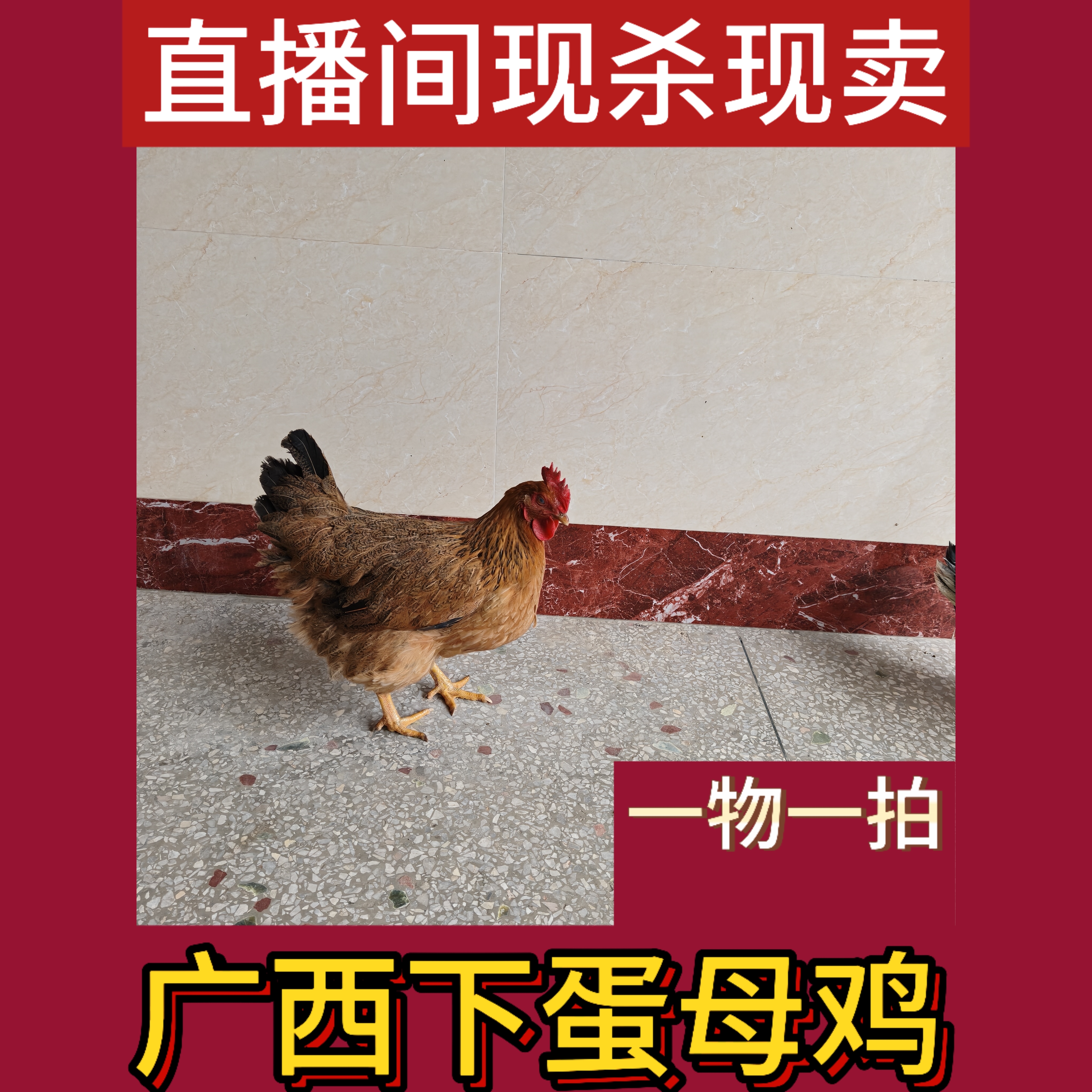 广西农村下蛋土鸡母鸡