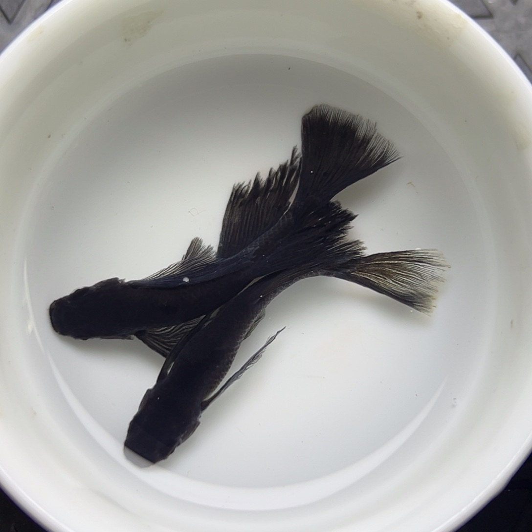 青鳉鱼44。       