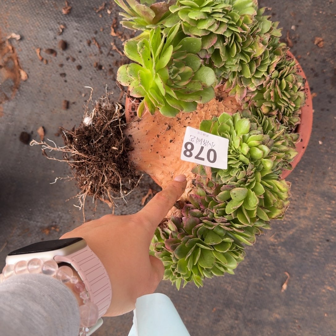 78海王缀化多肉植物满28包邮