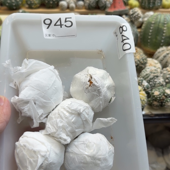 兜星球仙人球945号