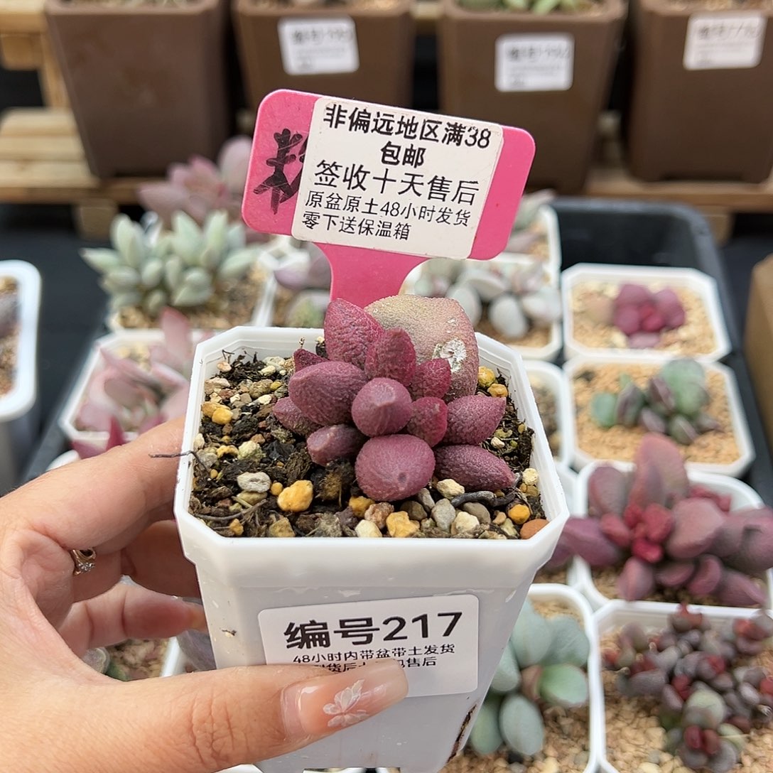 217少女心多肉植物