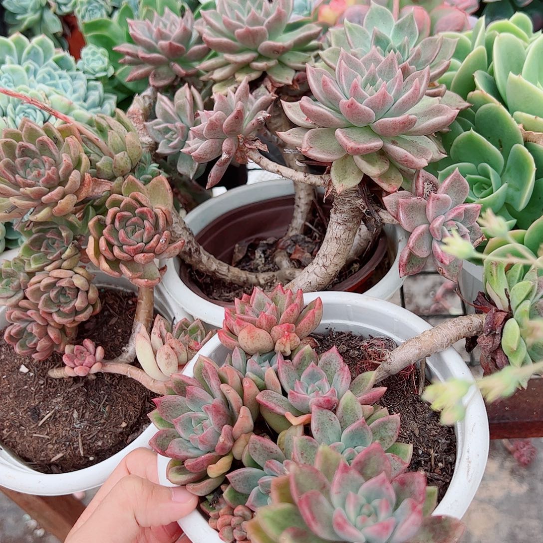 绚丽璀璨多头造型精品三盆