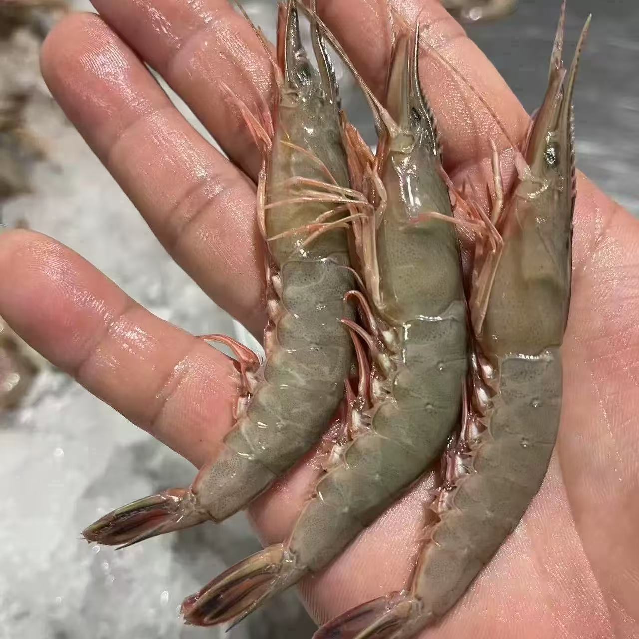 【大号滑皮虾3斤】东海野生滑皮虾 剑虾 鹰钩虾 鲜活速冻发货