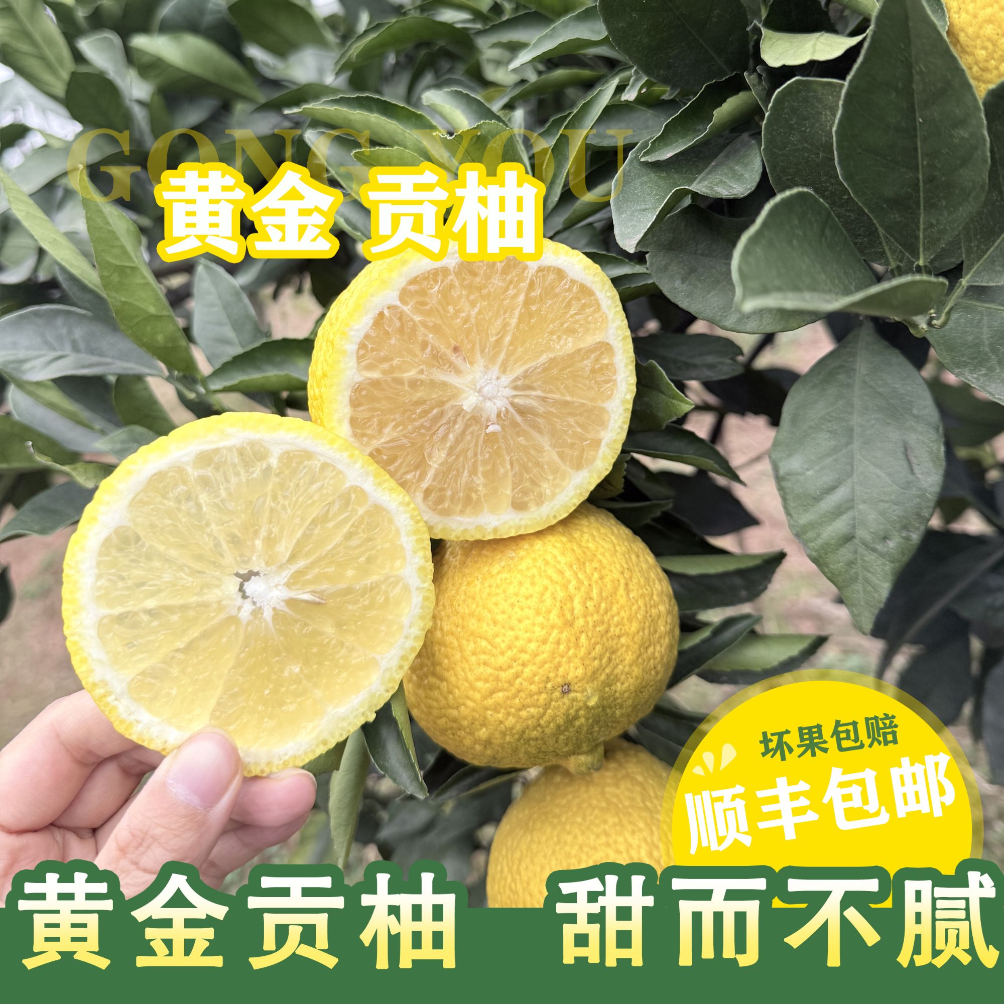 顺丰包邮湖南岩垅黄金贡柚纯甜怀化象山青手剥橙清甜多汁新鲜水果