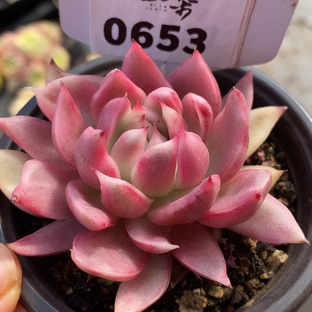 653玫瑰哈哈哈哈哈哈