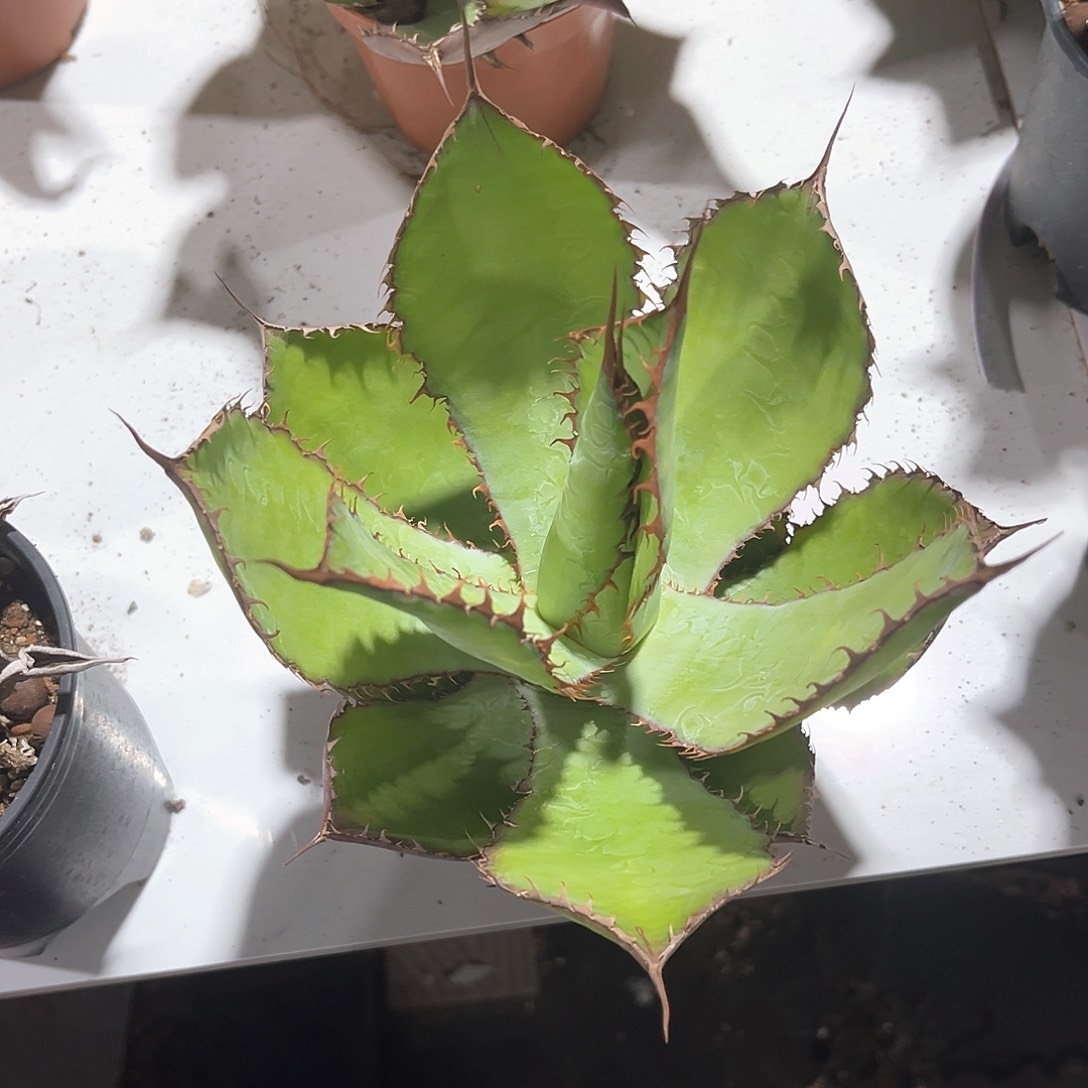 一*?龙舌兰雷鬼时刻25