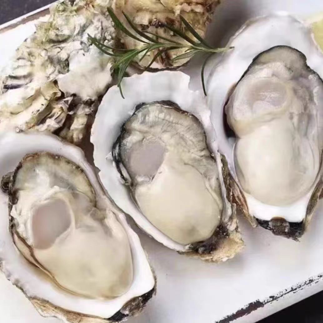 湛江生蚝天然水域带壳顺丰包邮2斤