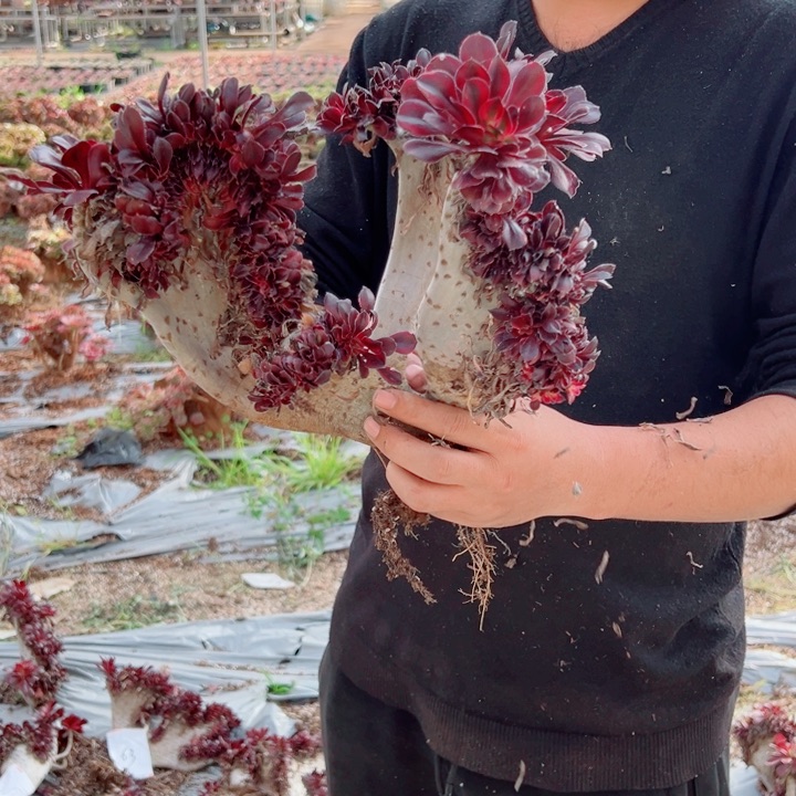 丽娜醉话64号多肉法师