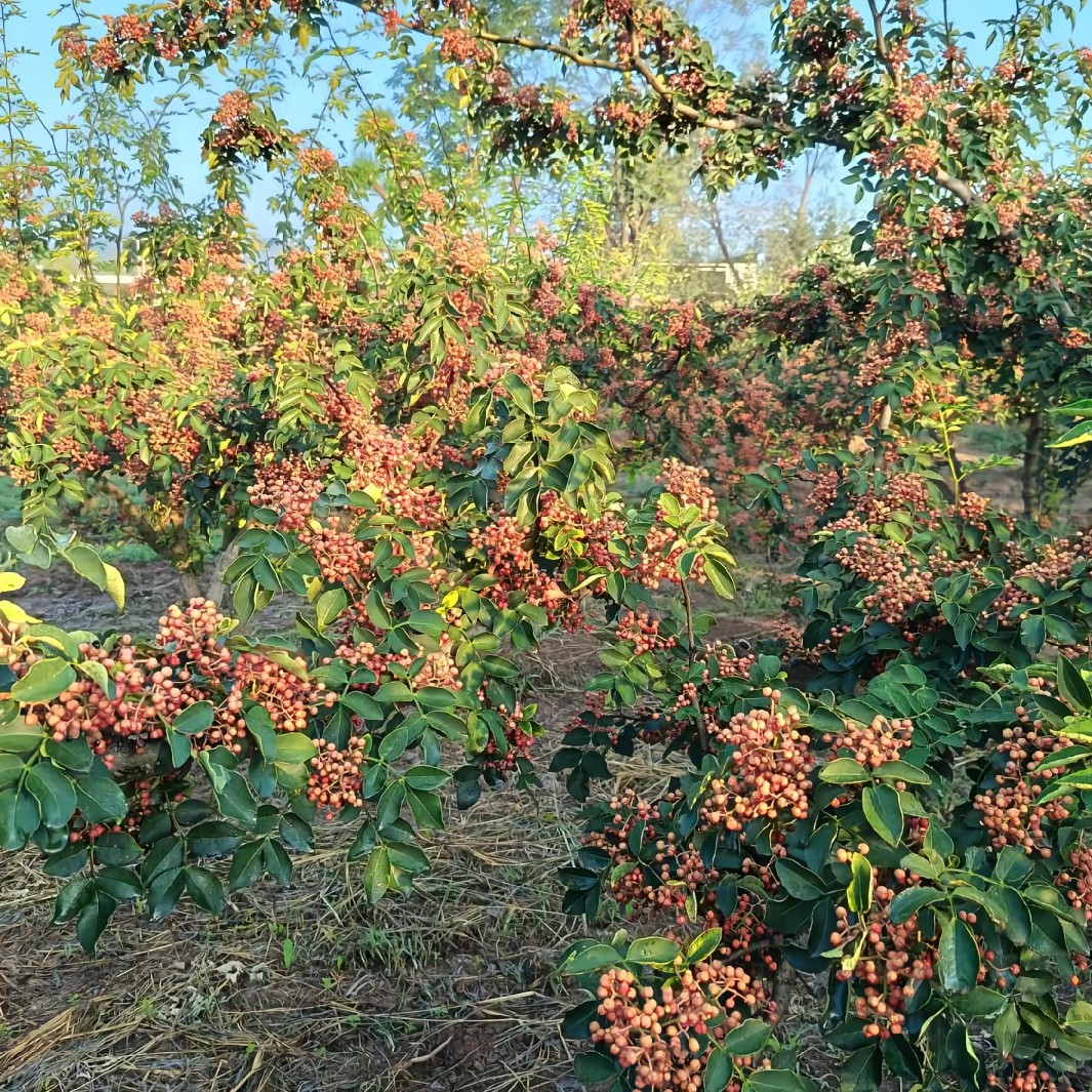 陕西大红袍干花椒颗粒特麻味浓适合火锅炖肉调料（商用简装）