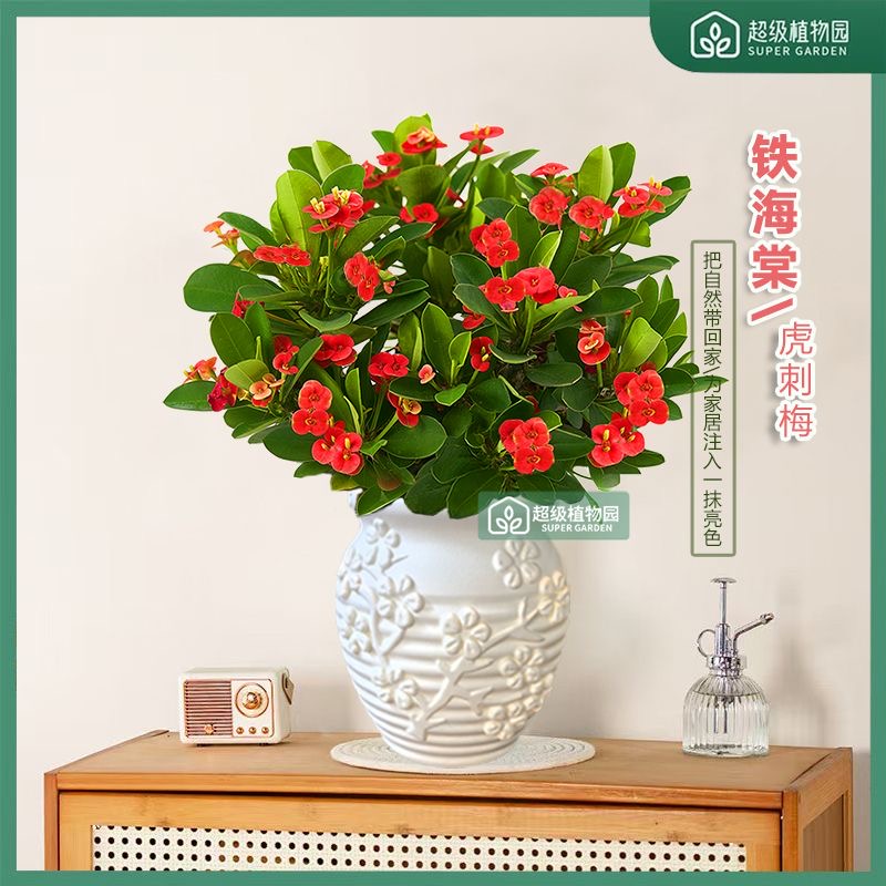 四季开花铁海棠虎刺梅室内阳台好养绿植花卉盆栽