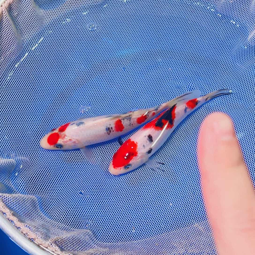 锦鲤锦鲤观赏鱼1111