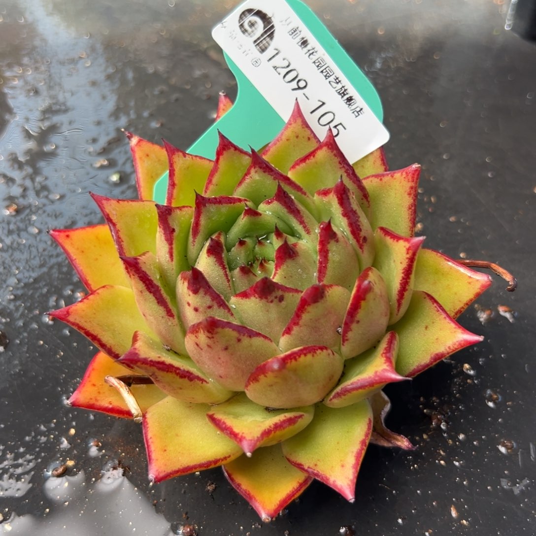 从前慢花园多肉编号1209-105