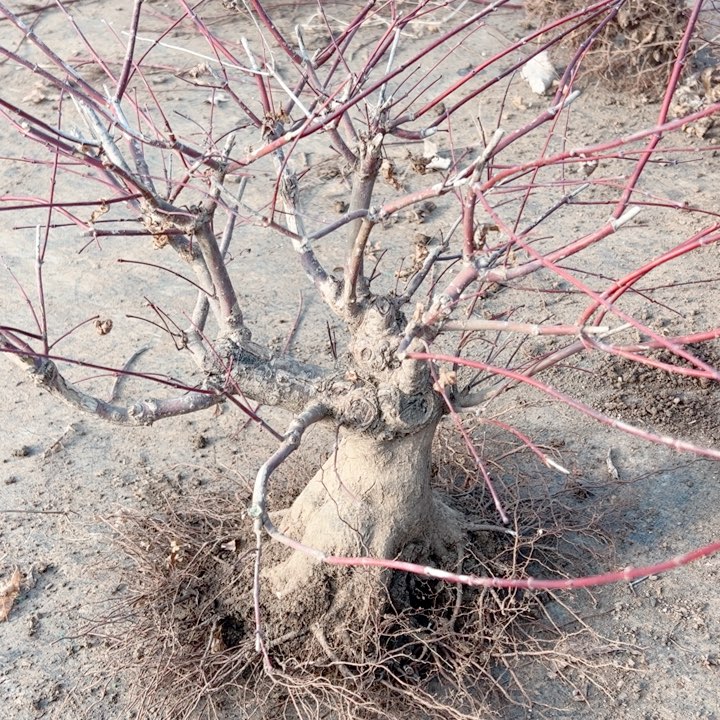 阳***.无花朵枫树……枫树