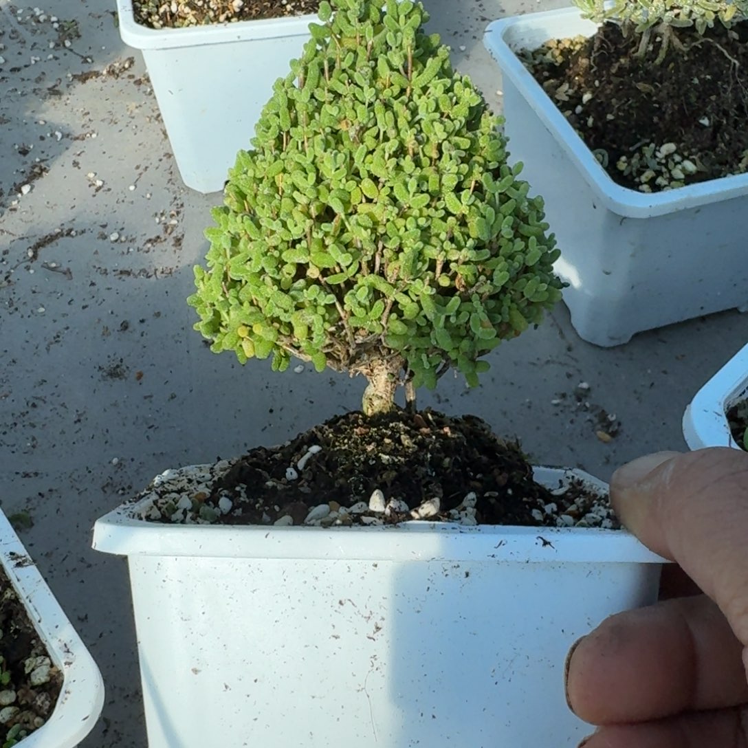 圣诞树金橘带盆带土发