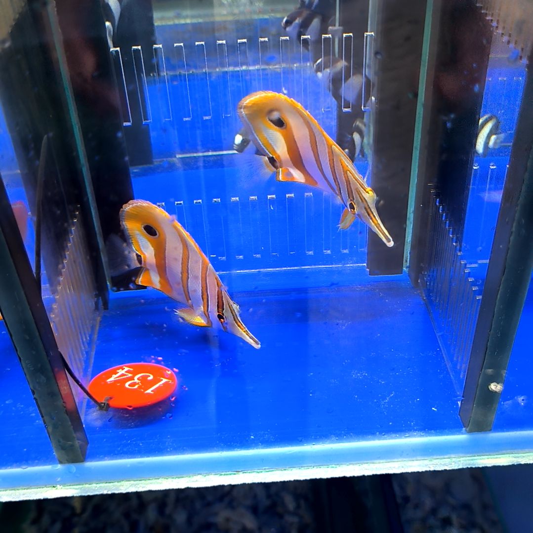 海水鱼三间火箭9+/1-6-134