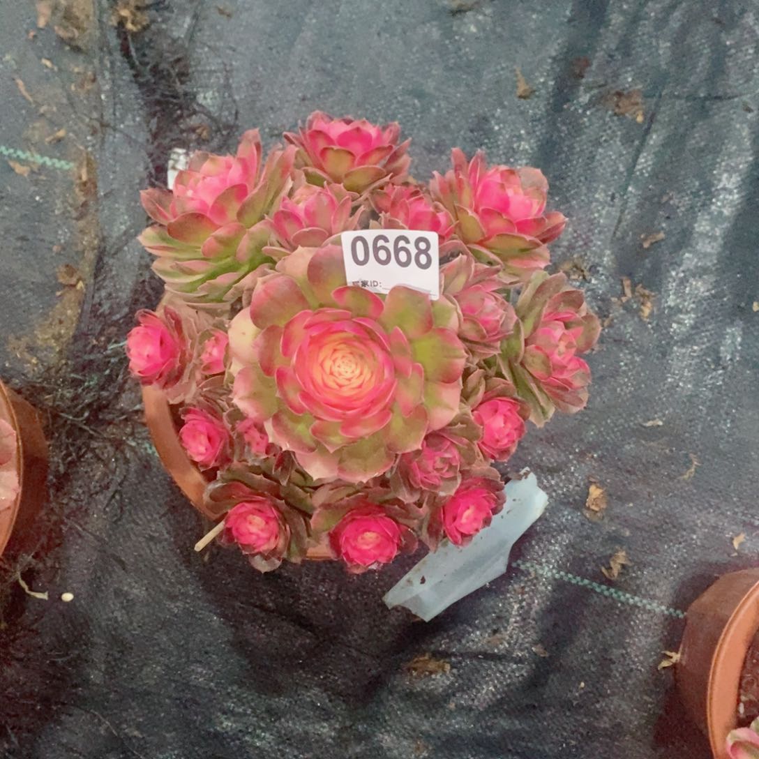 荔枝668多肉18冠服