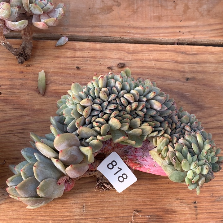 818哈哈哈哈哈哈哈哈哈哈。    