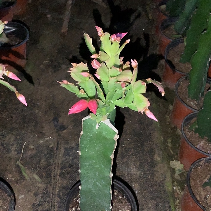 会****当前无花栽培后可以开花068  1971