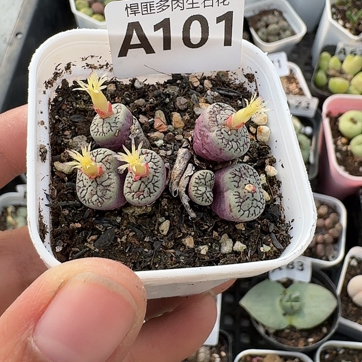 101多肉植物多肉植物