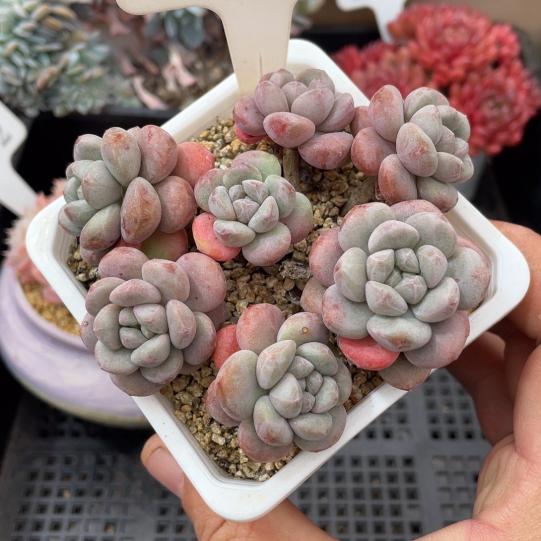 0645木糖醇不带盆9厘米