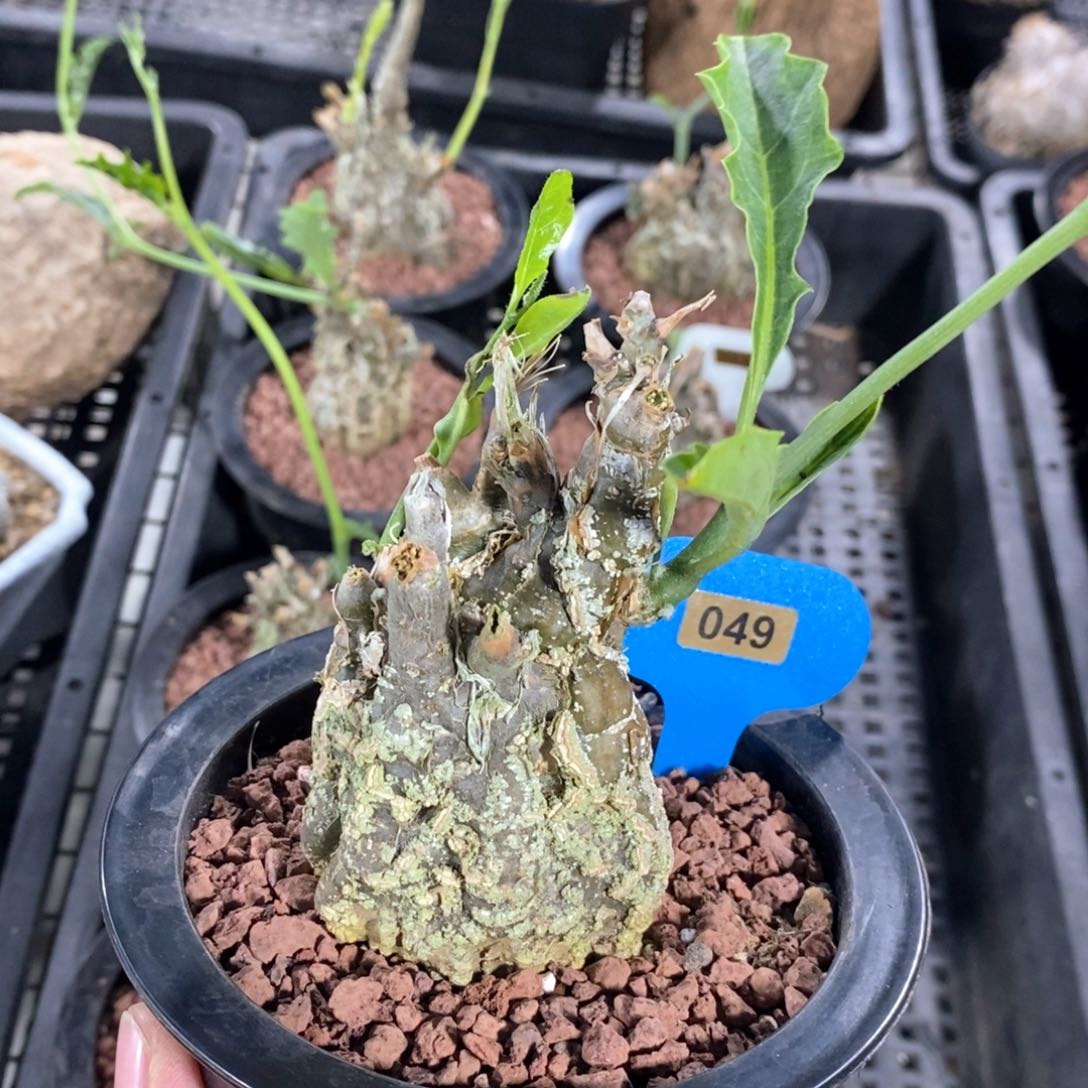 伊莎头葫芦多肉植物