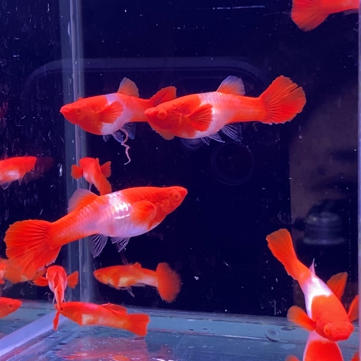 孔雀鱼分水5对孔雀