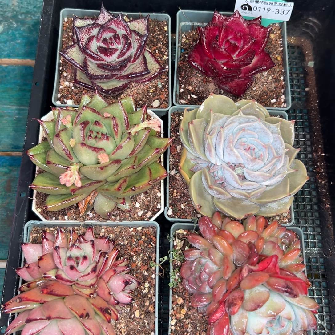 多肉一物一拍0120-337