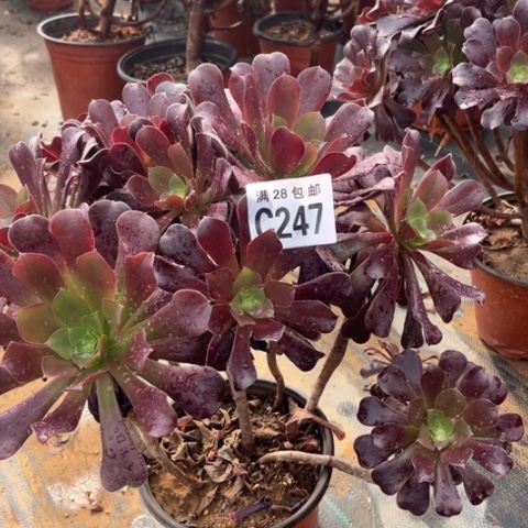 247欧紫有砍不包断枝