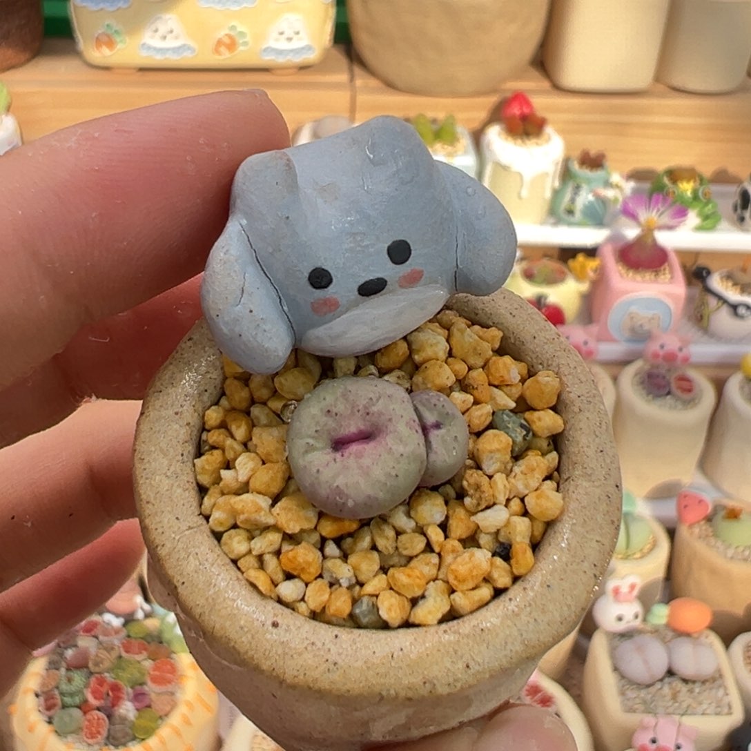 多肉植物56号红嘴