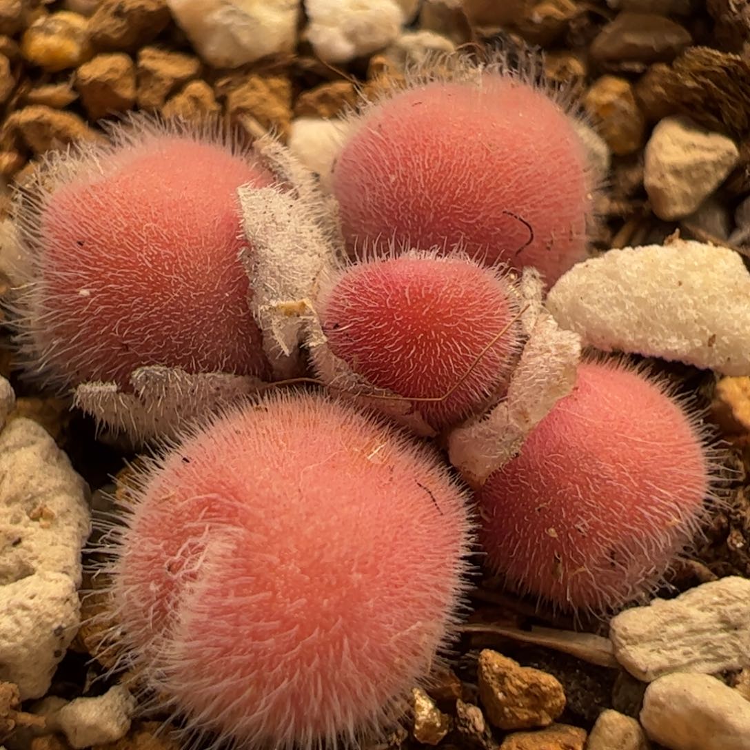 特价紫粉毛球多肉植物