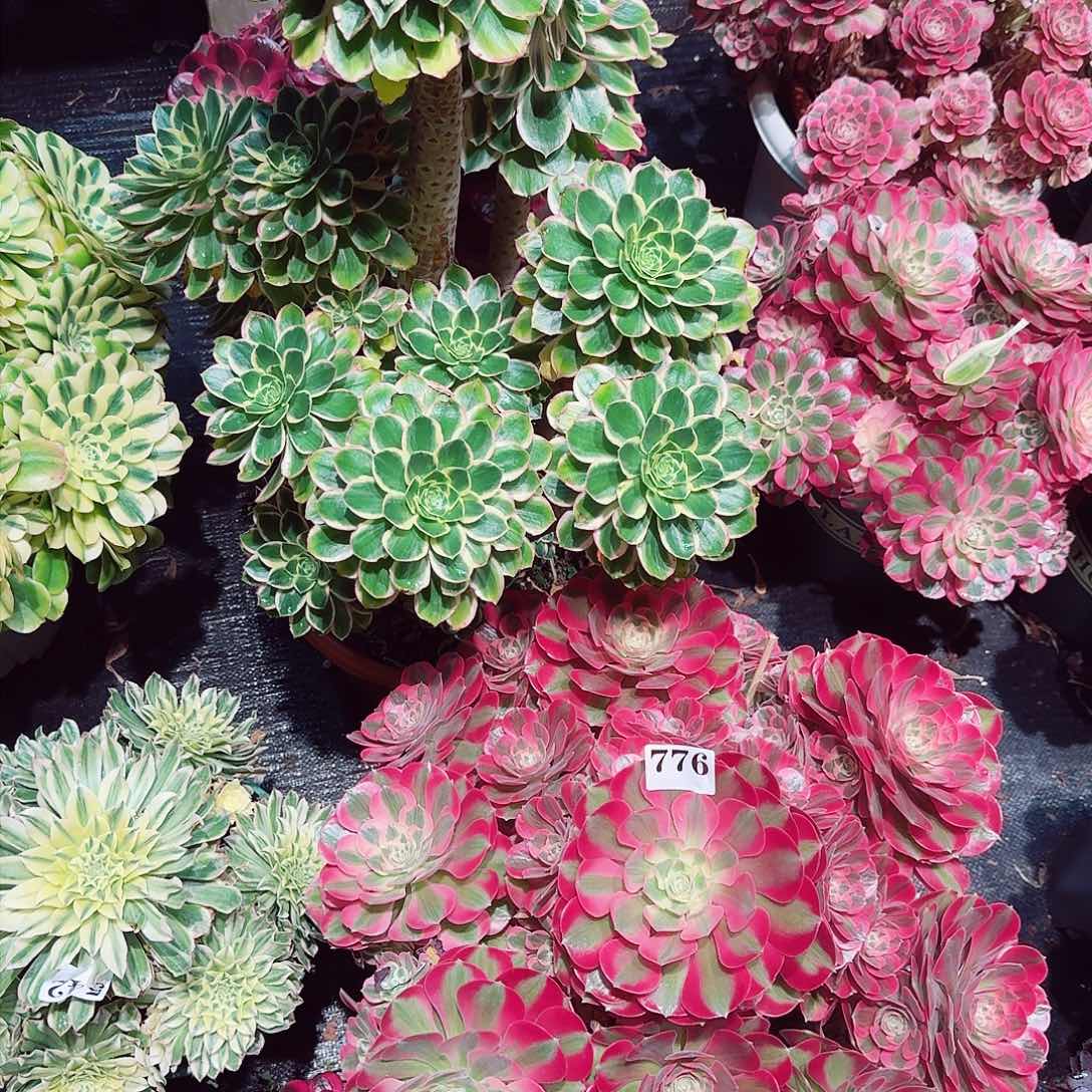 燕744776多肉植物法师物流到付