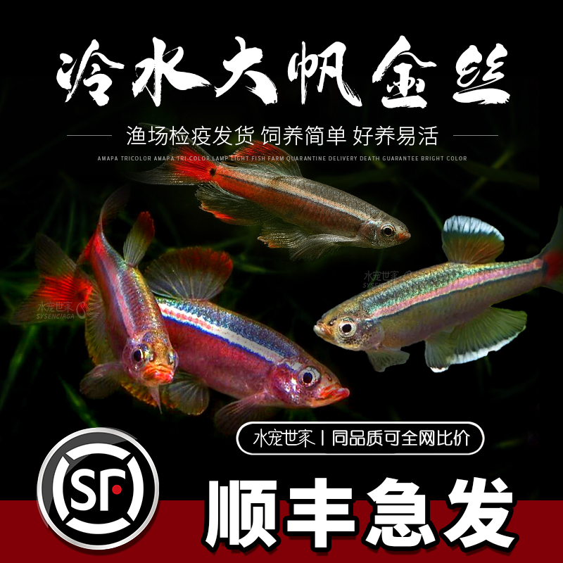 大帆瑰丽金丝鱼冷水鱼红尾灯科鱼小型鱼火焰金丝新手群游观赏鱼
